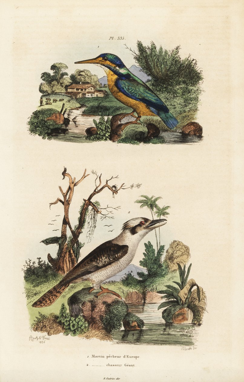 Kingfisher, Alcedo atthis og grinende kookaburra, Dacelo novaeguineae af Unbekannt