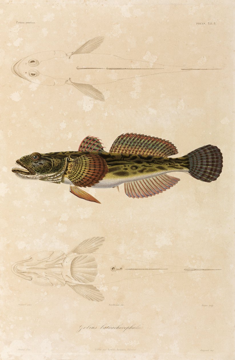 Knout goby, Sortehavet af Unbekannt