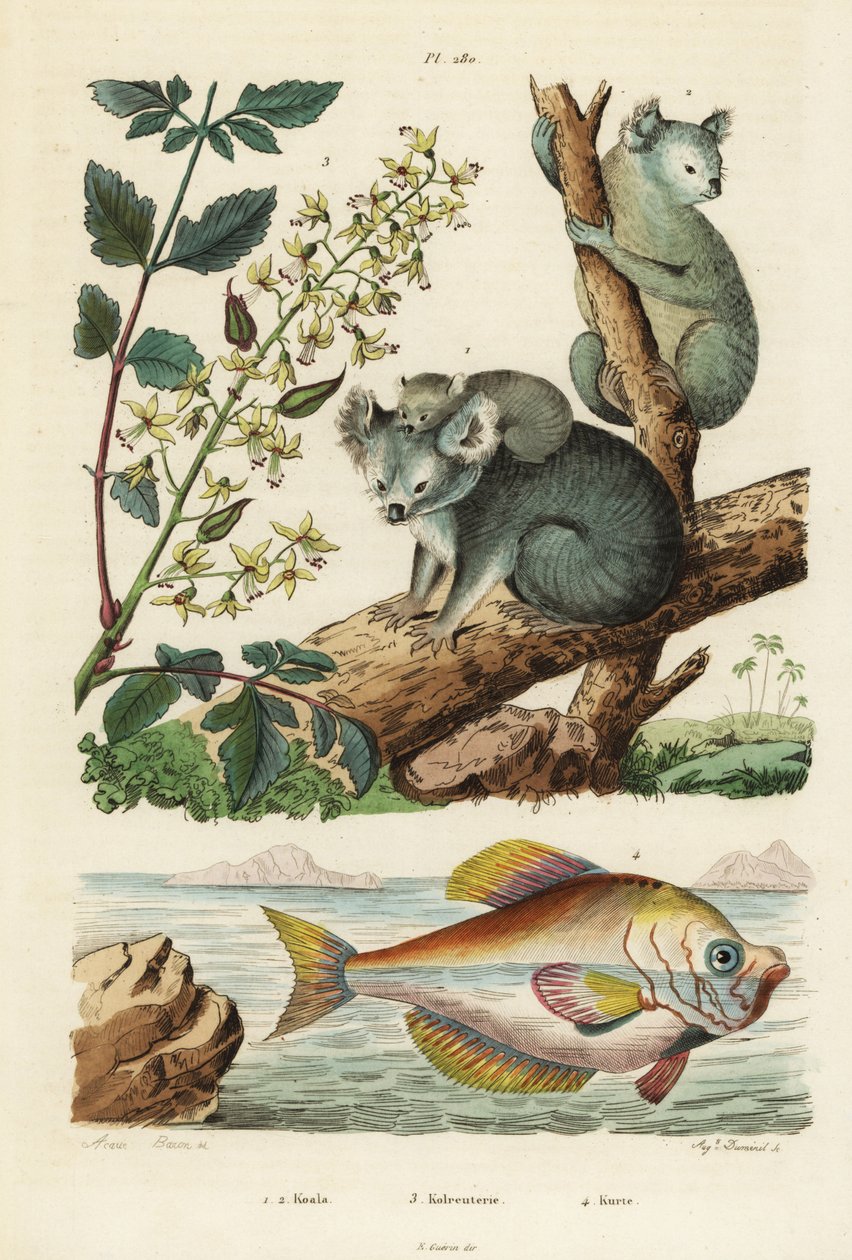 Koala, Phascolarctos cinereus 1,2, laktræ, Koelreuteria paniculata 3, og indisk pukkelhoved, Kurtus indicus 4. Koala, kolreuterie, kurte af Unbekannt
