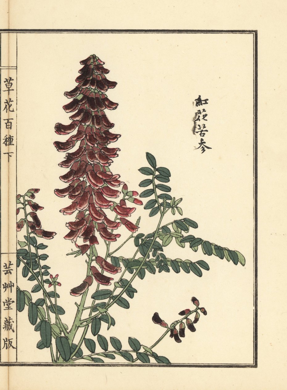 Kouka eller kujin, Sophora flavescens. Roden bruges i kinesisk medicin som ku shen. Håndkoloreret træsnit af Kono Bairei fra Kusa Bana Hyakushu (One Hundred Varieties of Flowers), Tokyo, Yamada af Unbekannter Künstler