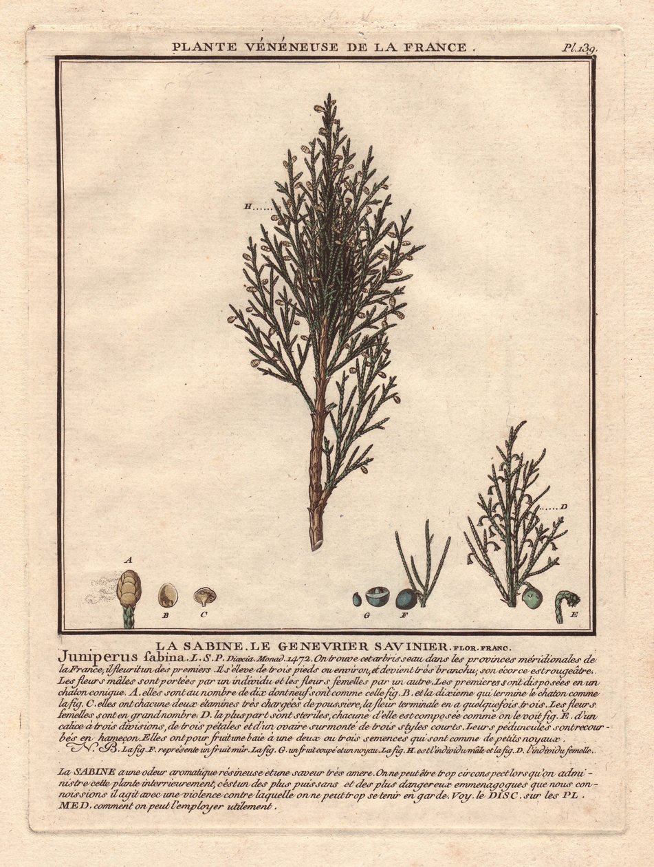 La Sabine, Savinier Juniperus fabina. Venenplante, beskrivelse af en han- (i midten) og hungren (til venstre) med detaljer af frugter på forskellige modningsstadier. Eau forte en couleurs 18. århundrede, i Herbier de la France (1780-1793), tegning, eng. af Unbekannter Künstler