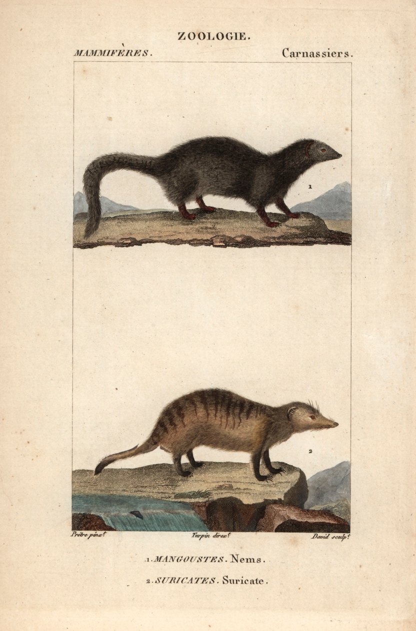 La mangouste et le suricate - Eau forte af Jean Gabriel Pretre (1780-1845), graveret af Carnonkel, til naturvidenskabelig ordbog: pattedyr af Frederic Cuvier, redigeret af Pierre Jean Francois Turpin (1775-1840), udgivet af F.G.Levrault, et parisisk forlag af Unbekannter Künstler