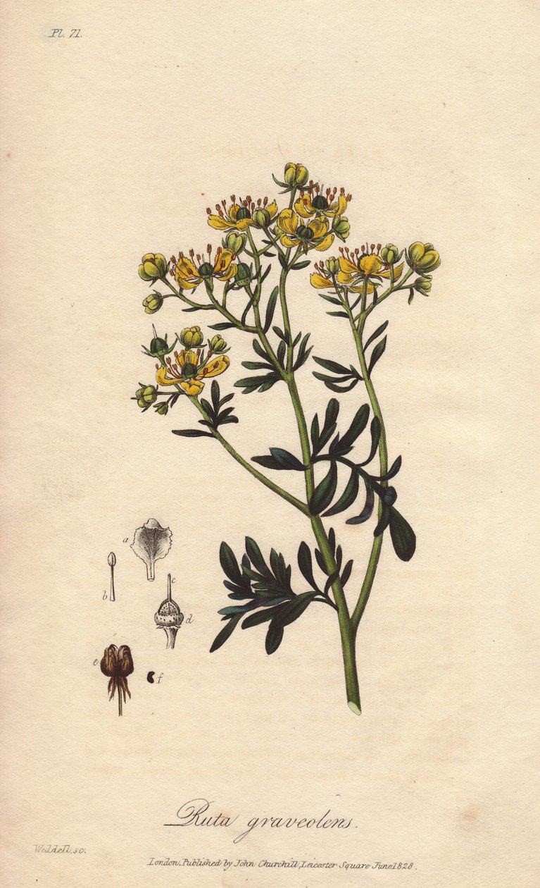 La rue des jardin ou rue fetide (Ruta graveolens) - Water forte af William Clarke til at illustrere "Botanique medicale, description des plantes medicinales de London, Edinburgh et Dublin" af John Stephenson og James Morss Churchill, udgivet i London af af Unbekannter Künstler