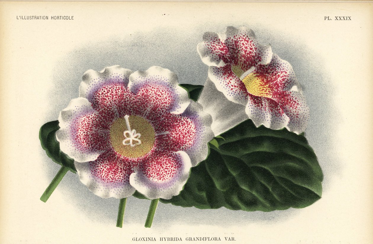 Storblomstret gloxinia-hybrid opdrættet af Ferd. Kegeljan, Gloxinia hybrida grandiflora. Kromolitografi af Pieter de Pannemaeker efter en illustration af A. Goossens fra Jean Linden