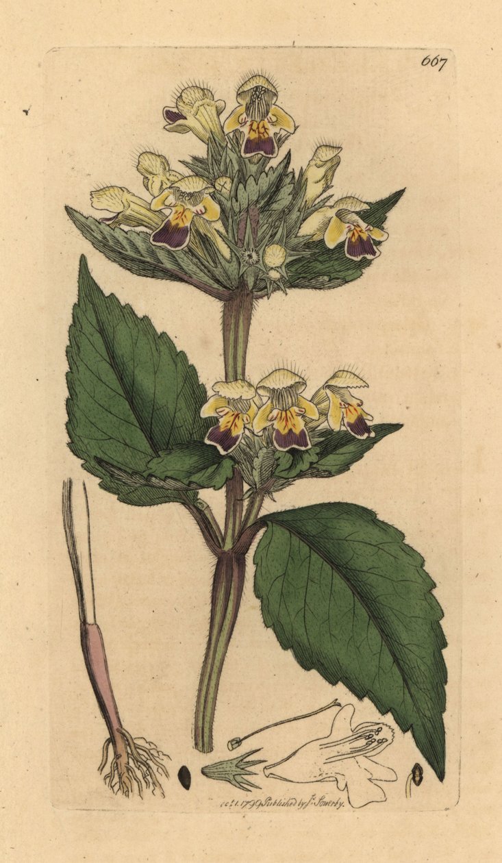 Storblomstret hampenælde, Galeopsis speciosa (Galeopsis versicolor) (Galeopsis a fleurs panachees) Håndkoloreret kobberstik efter en tegning af James Sowerby til James Smith