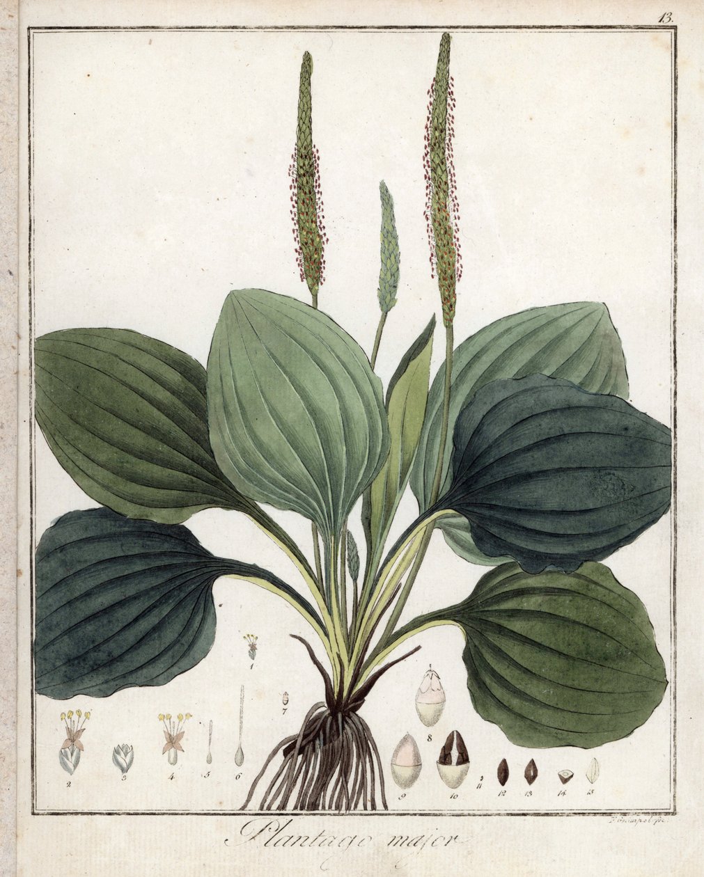 Stor Vejbred eller Vejbred Major (eller Fuglevejbred) - Litografi af F. Guimpel, ekstraheret fra medicinsk botanik af Friedrich Gottlob Haynes (1763-1832), Berlin af Unbekannter Künstler