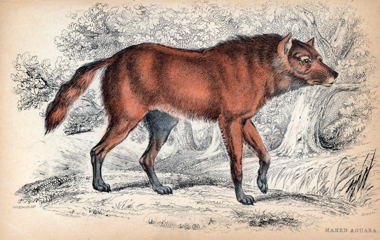 Le loup a criniere, Chrysocyon brachyurus - Litografi af oberst Charles Hamilton Smith til illustration af Naturalist