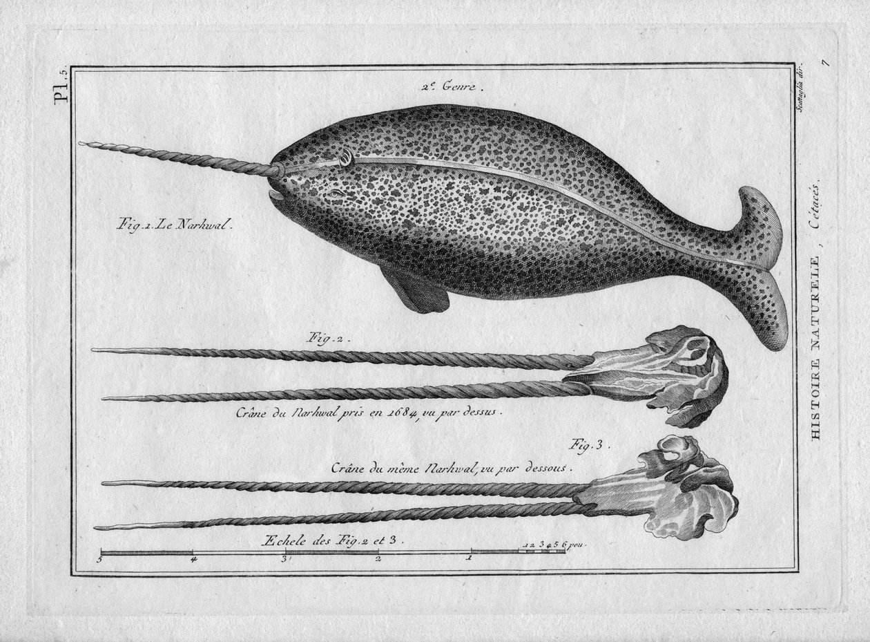 Le narvalin "Painting Encyclopedique et Methodique des trois Regnes de la Nature" af Pierre Joseph Bonnaterre (1762-1804), Paris 1784. af Unbekannter Künstler
