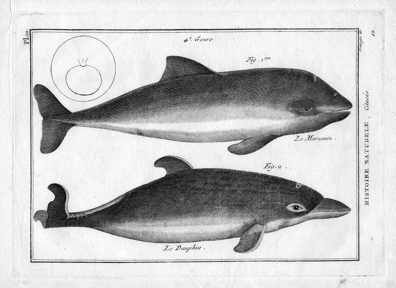 Marsvinet og delfinen i "Painting Encyclopedique et Methodique des trois Regnes de la Nature" af Pierre Joseph Bonnaterre (1762-1804). Paris 1784. af Unbekannter Künstler