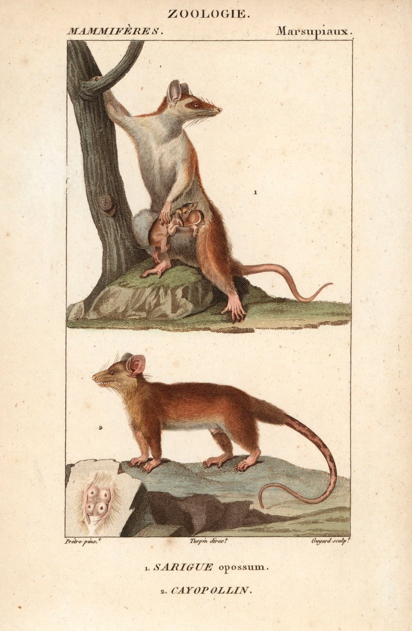 Le sarigue ou opossum et le cayopollin - Eau forte af Jean Gabriel Pretre (1780-1845), graveret af Carnonkel, til naturvidenskabelig ordbog: pattedyr af Frederic Cuvier, redigeret af Pierre Jean Francois Turpin (1775-1840), udgivet af F.G.Levrault, af Unbekannter Künstler