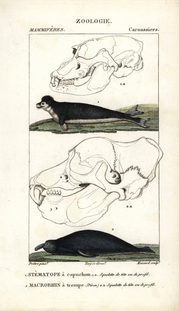 Le stematope à capuchon et le macrorhin a trompe ou elephant de mer - Eau forte af Jean Gabriel Pretre (1780-1845), graveret af Carnonkel, til naturvidenskabelig ordbog: pattedyr af Frederic Cuvier, redigeret af Pierre Jean Francois Turpin (1775-1840) af Unbekannter Künstler