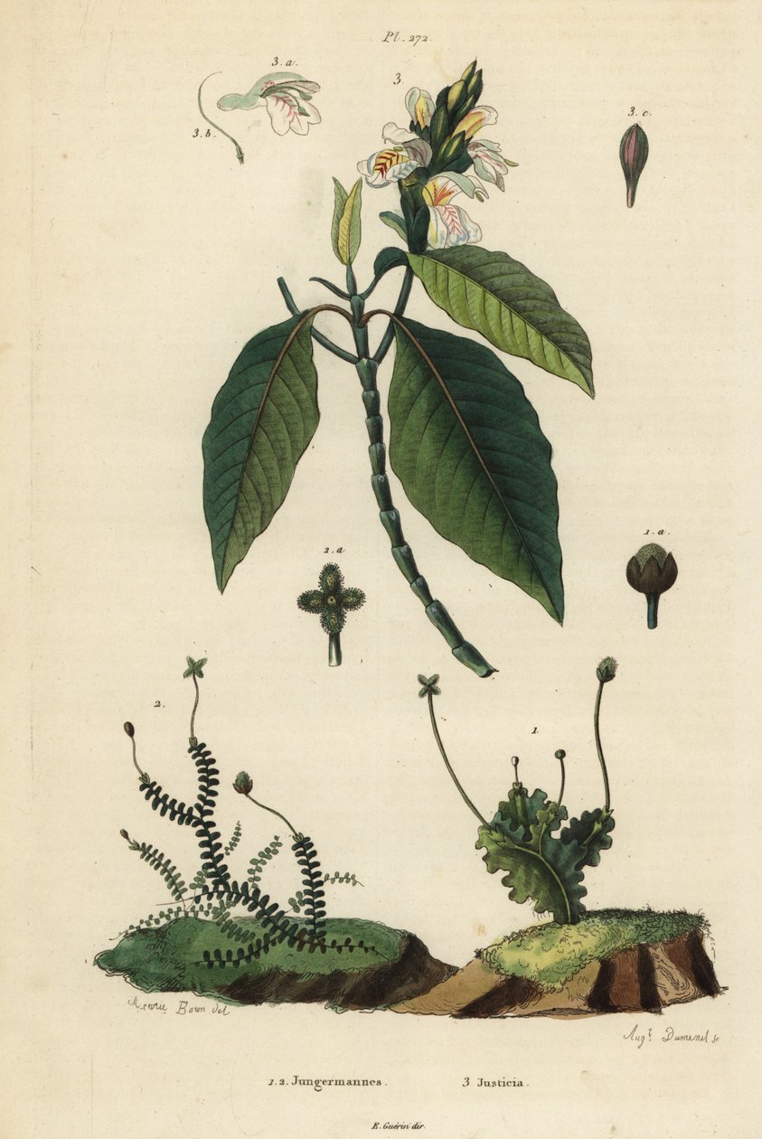 Bladleverurter, Jungermannia epiphylla 1 og Jungermannia asplenoides 2, og Malabarnød eller sødemiddel, Justice tilføjet 3. Jungermannes, Justice af Unbekannt