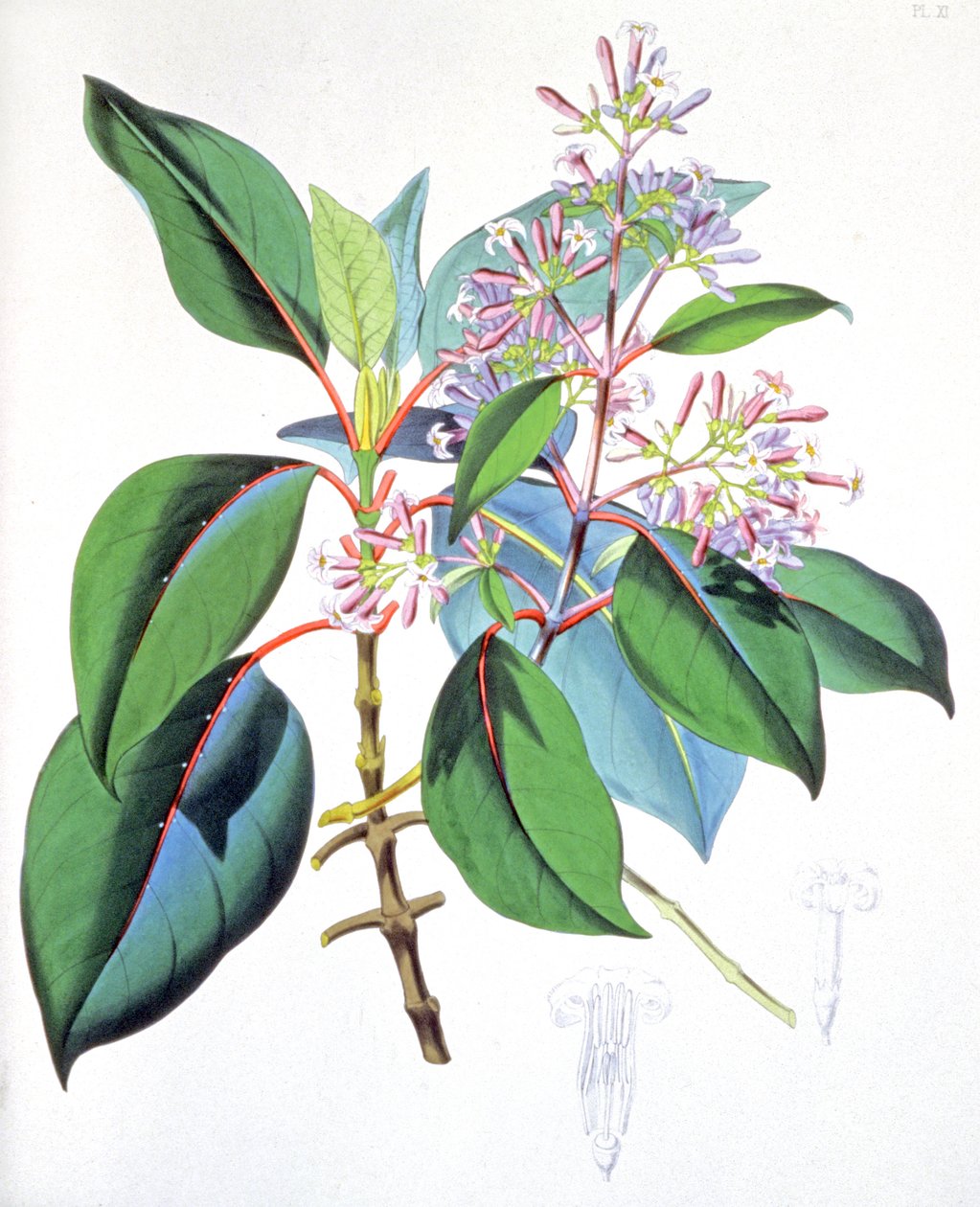 Blade og blomster fra kinintræet, ca. 1850 (kobberstik) af Unbekannter Künstler