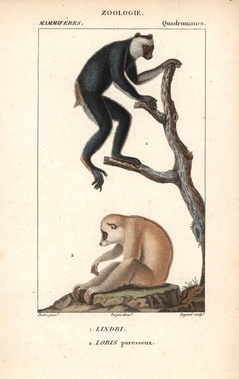 Lemurien indri indri et loris lazy - Litografi, illustration af Jean Gabriel Pretre (1780-1885) redigeret af Pierre Jean Francois Turpin (1775-1840), uddrag fra "dictionary of natural sciences" af Frederic Cuvier, Paris, Frankrig af Unbekannter Künstler