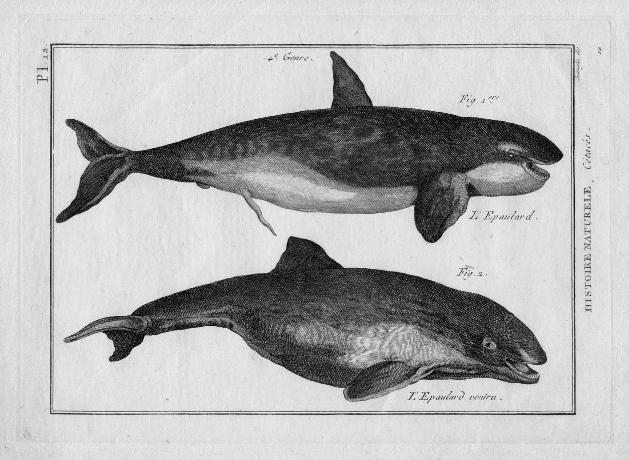 Spækhuggeren og spækhuggeren i "Tableau Encyclopedique et Methodique des trois Regnes de la Nature" af Pierre Joseph Bonnaterre (1762-1804), Paris 1784. af Unbekannter Künstler