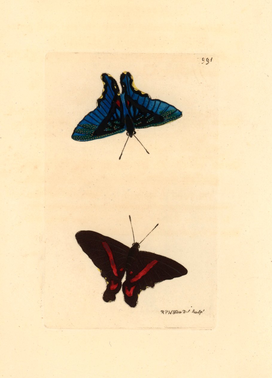 Lepidoptere, set fra vingerne, toppen har røde linjer og bagsiden hos hannerne er blå, Ancyluris meliboeus -Litografi af Richard Polydore Nodder (1774-1823) udgivet i The Naturalist Miscellany af Unbekannter Künstler