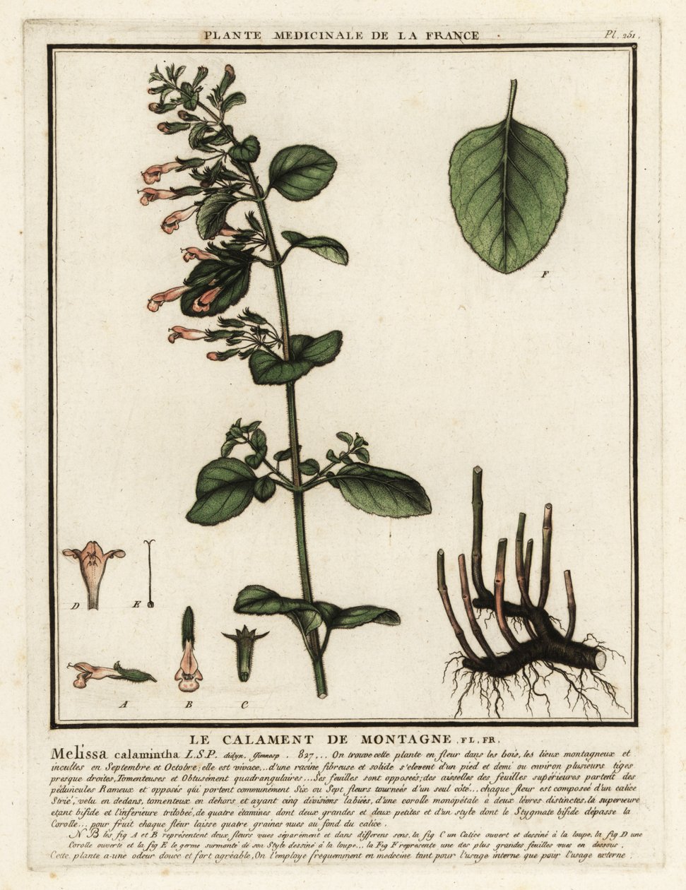 Mindre calamint, Clinopodium nepeta. af Unbekannter Künstler