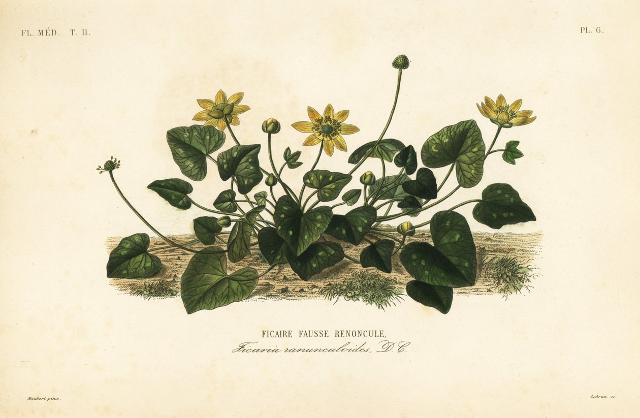 Lille svalurt eller pileurt, Ficaire verna, Ficaria ranunculoides, Ficaire fauss renoncule af Unbekannt