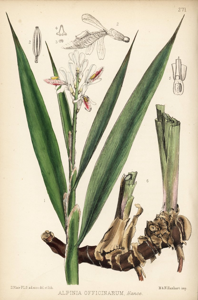 Lille galangal, Alpinia officinarum. Håndkoloreret litografi af Hanhart efter en botanisk illustration af David Blair fra Robert Bentley og Henry Trimen
