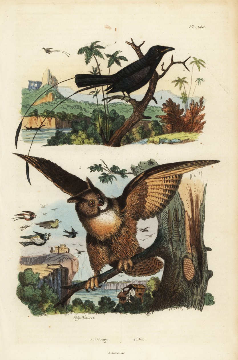 Lille ketcherhaledrongo, Dicrurus remifer og eurasisk ørneugle, Bubo bubo af Unbekannt