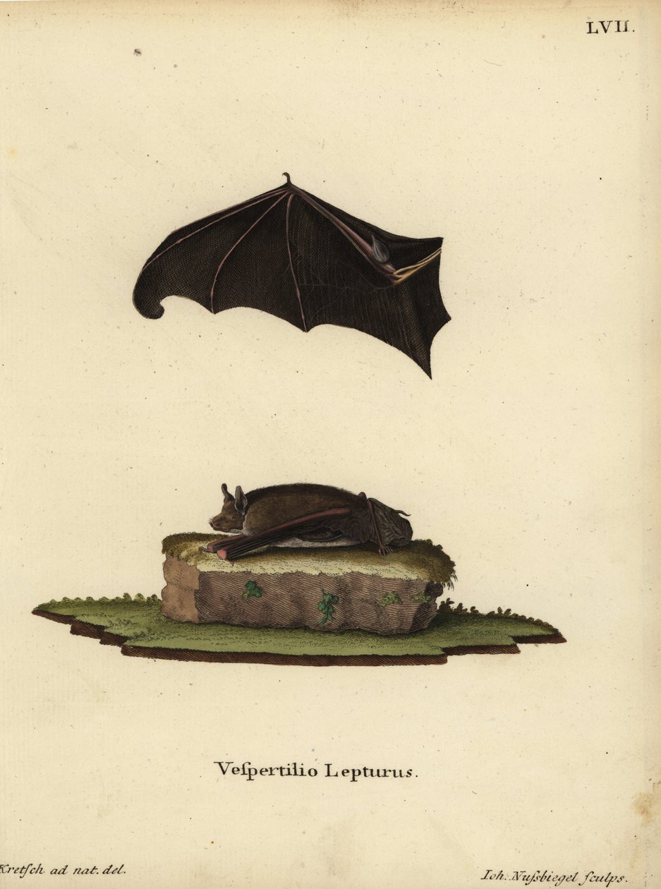 Lille sækvingeflagermus, Saccopteryx leptura. Vespertilio lepturus. Håndkoloreret kobberstik af Johann Nussbiegel efter en naturillustration af J.D. Kretsch fra Johann Christian Daniel Schreber
