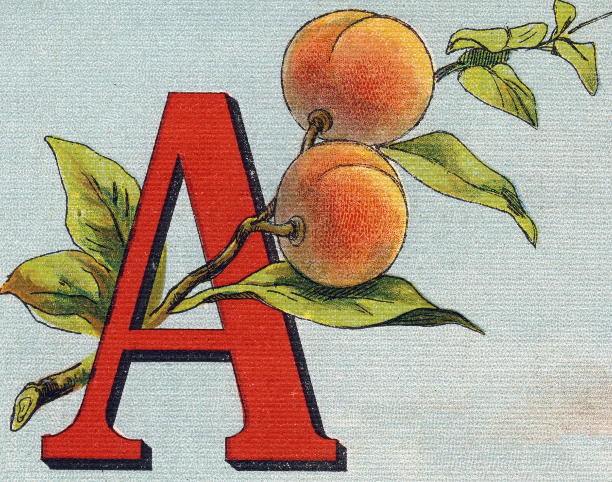 Bogstav A: abrikos. Indgravering i "Alphabet de ma petite fille". Bernardin-Bechet og Fils, boghandler-forlag, Paris, omkring 1895. Ubrydeligt album på lærred. Bibliotheque des Bebes. 12 sider. Album indeholdende en læsemetode og en illustrativ abeced af Unbekannt
