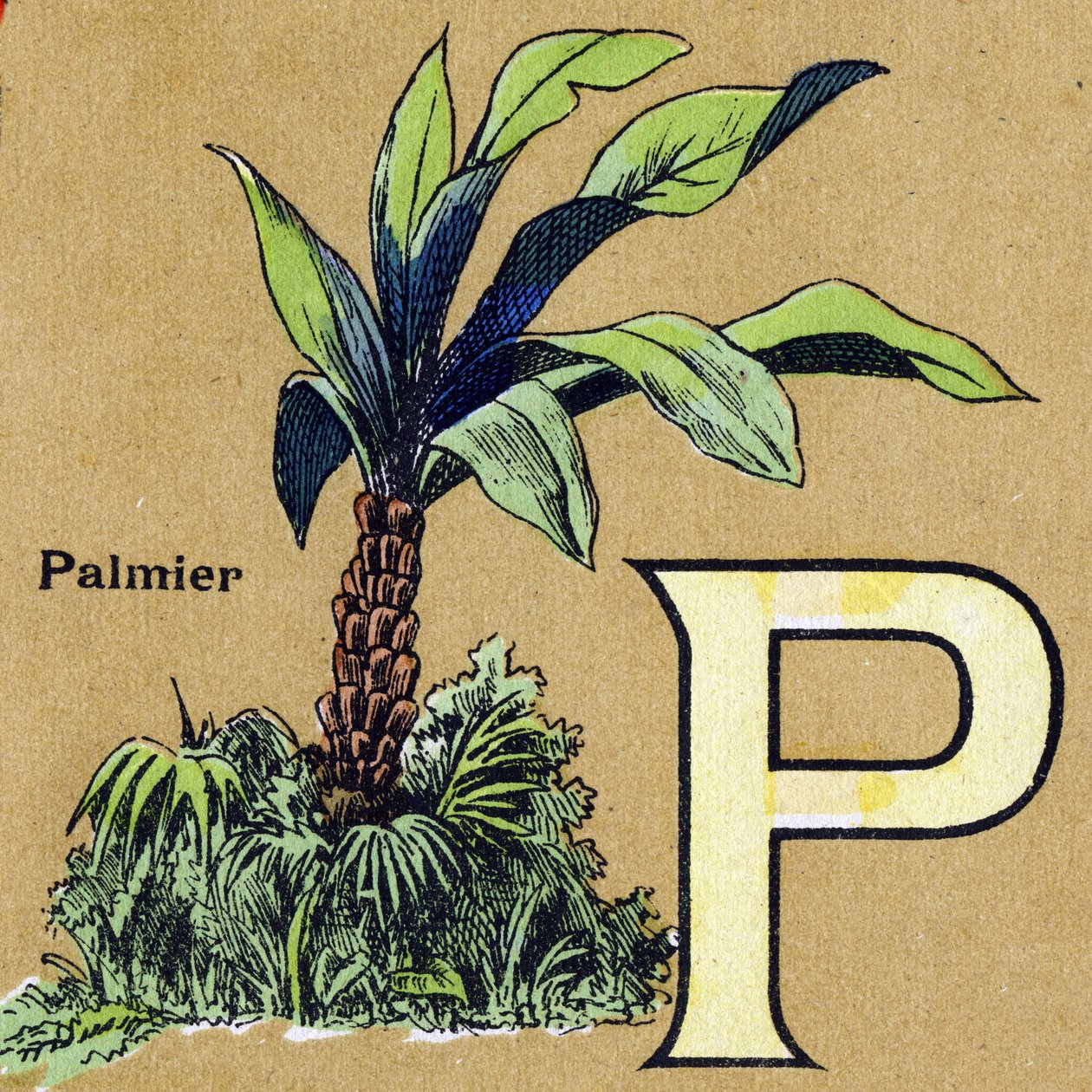 Bogstavet P som palmetræ. Illustreret alfabet. Billeder genforenet i Jarville-Nancy, begyndelsen af det 20. århundrede. Mål: 40 x 29 cm. Litografi på bistre baggrund af Unbekannt