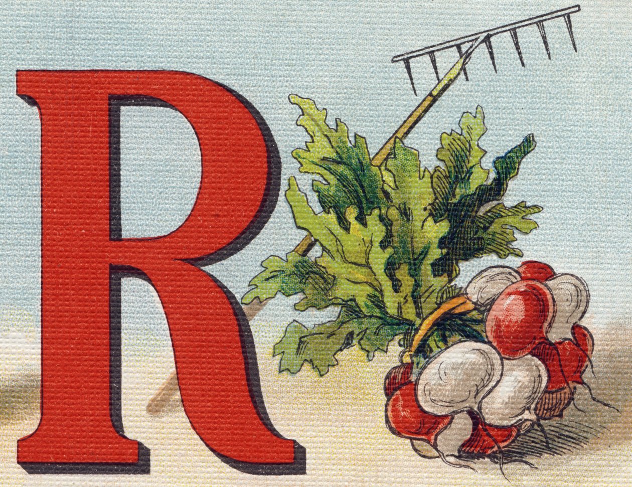 Bogstav R: rive, radise. Indgravering i "Alphabet de ma petite fille". Bernardin-Bechet og Fils, boghandler-forlag, Paris, omkring 1895. Ubrydeligt album på lærred. Bibliotheque des babes. 12 sider. Album indeholdende en læsemetode og en illustrativ a af Unbekannt