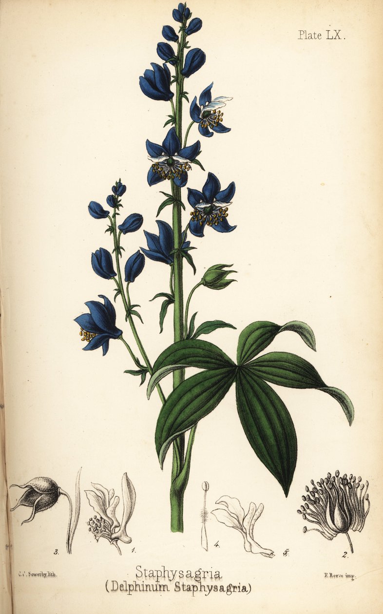 Løgnhals eller stavesakre, Delphinium staphisagria (Delphinium staphysagria). Håndkoloreret litografi af Charlotte Caroline Sowerby fra Edward Hamiltons Flora Homeopathica, Bailliere, London. af Unbekannter Künstler