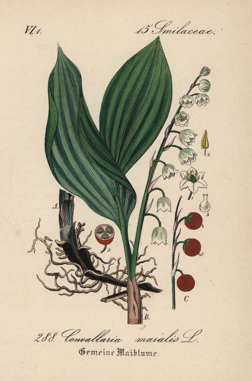 Liljekonval, Convallaria majalis. Håndkoloreret litografi fra Diederich von Schlechtendals tyske flora (Flora von Deutschland), Jena. af Unbekannter Künstler