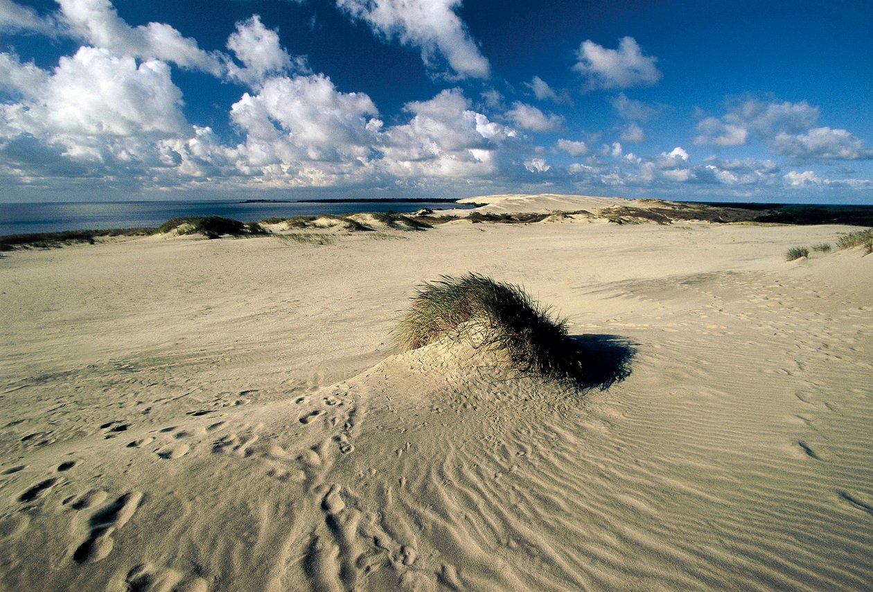 Litauen, Klaipeda, Curonian Spit, Nida, bevægende klitter kaldet Preussisk Sahara af William M. Timlin