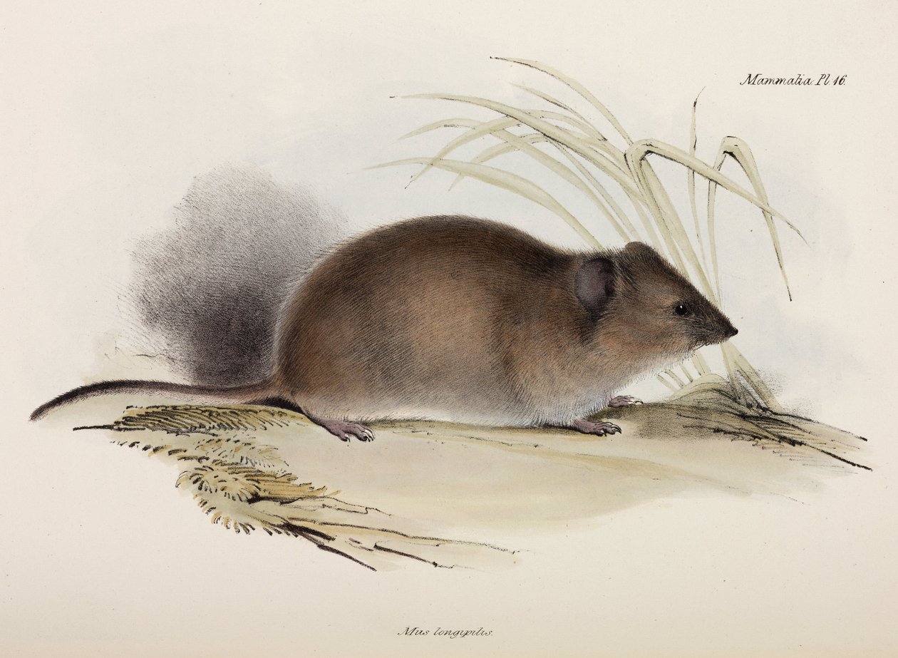 Langhåret eller pestrotte, Australien, c 1832-1836 af Unbekannter Künstler