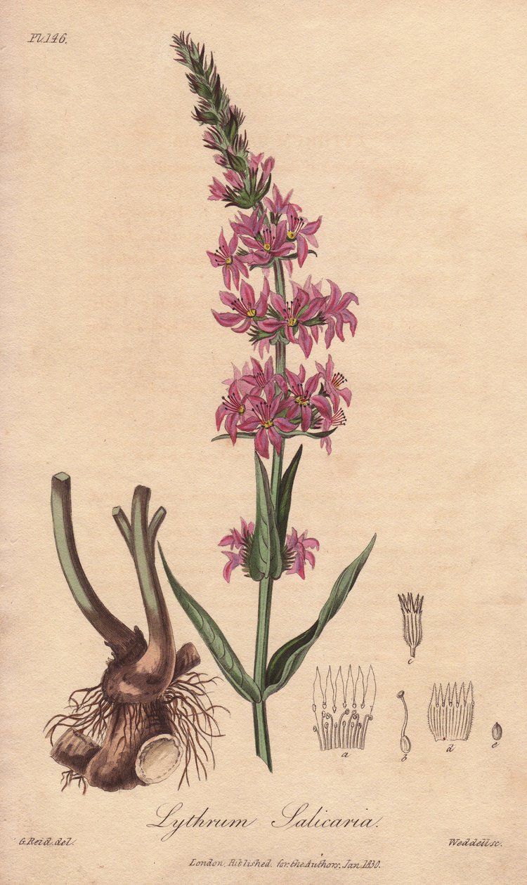 Løvstikke (Lythrum salicaria) - stærkt vand af William Clarke til at illustrere "Medical Botanical, Description of the Medicinal Plants of London, Edinburgh and Dublin" af John Stephenson og James Morss Churchill, udgivet i London af John Churchill i 1 af Unbekannter Künstler