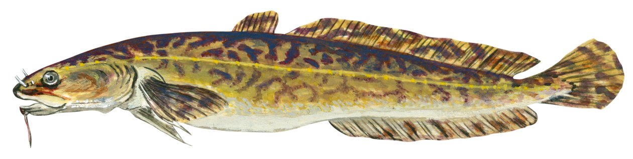 Lotte - Burbot (Lota lota) af Unbekannter Künstler