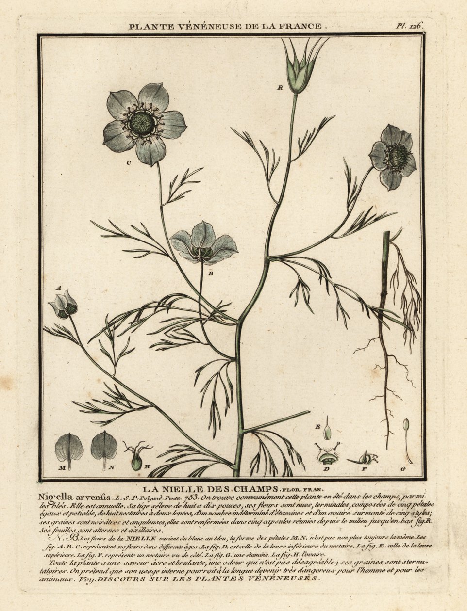 Kærlighed-i-en-tåge. Nigella arvensis. af Unbekannter Künstler
