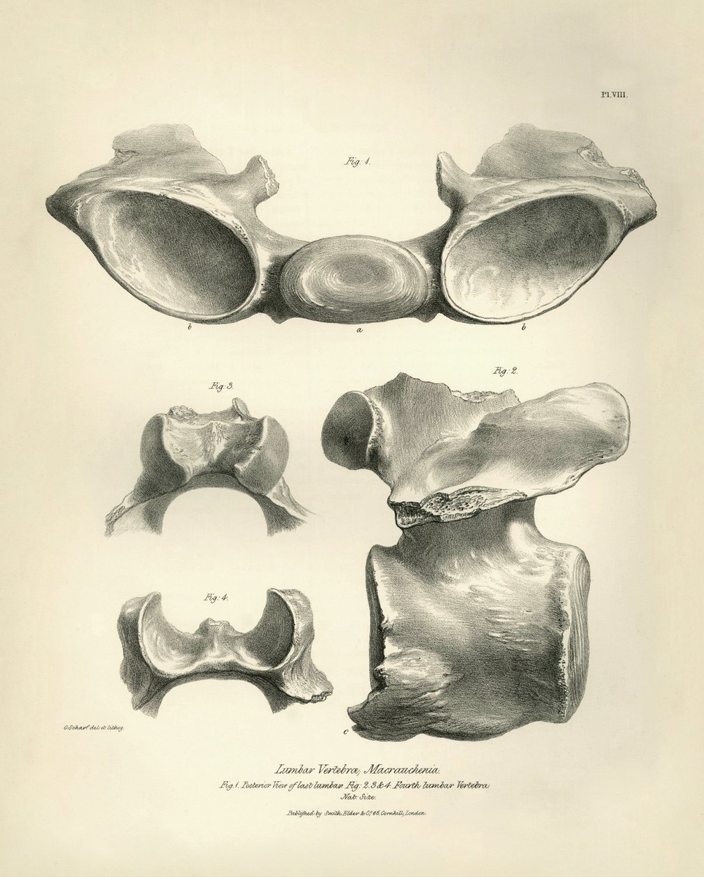 Lændehvirvel fra Macrauchenia, et forhistorisk dyr, fundet af Charles Darwin under hans opdagelsesrejse om bord på Beagle. The Zoology of the voyage of H.M.S. Beagle under the command of Captain Fitzroy during the years 1832 to 1836 edited and superv af Unbekannter Künstler