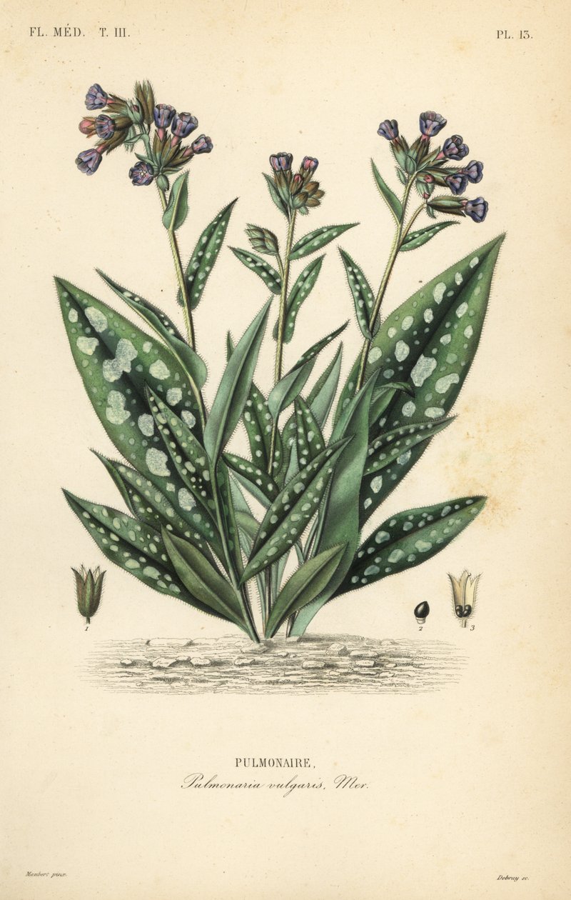 Lungeurt, Pulmonaria officinalis, Pulmonaria vulgaris, Pulmonaire af Unbekannt
