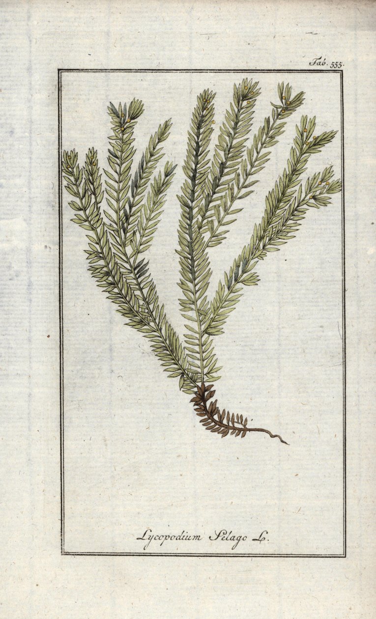 Lycopod i køller eller officinal lycopod (Lycopodium clavatum). Litografi fra "Afbeelding der Artseny-Gewassen" af Johannes Zorn (1739-1799), Holland. af Unbekannter Künstler