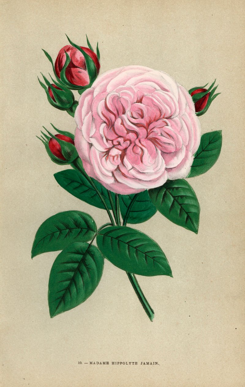 Madame Hippolyte Jamain rose, hybrid opdrættet af Monsieur Garcon fra Rouen i 1871 og dedikeret til forfatternes kone. Kromolitografi tegnet og litograferet efter naturen af F. Grobon fra Hippolyte Jamain og Eugene Forneys "Les Roses", Paris, J. Rothsch. af Unbekannter Künstler
