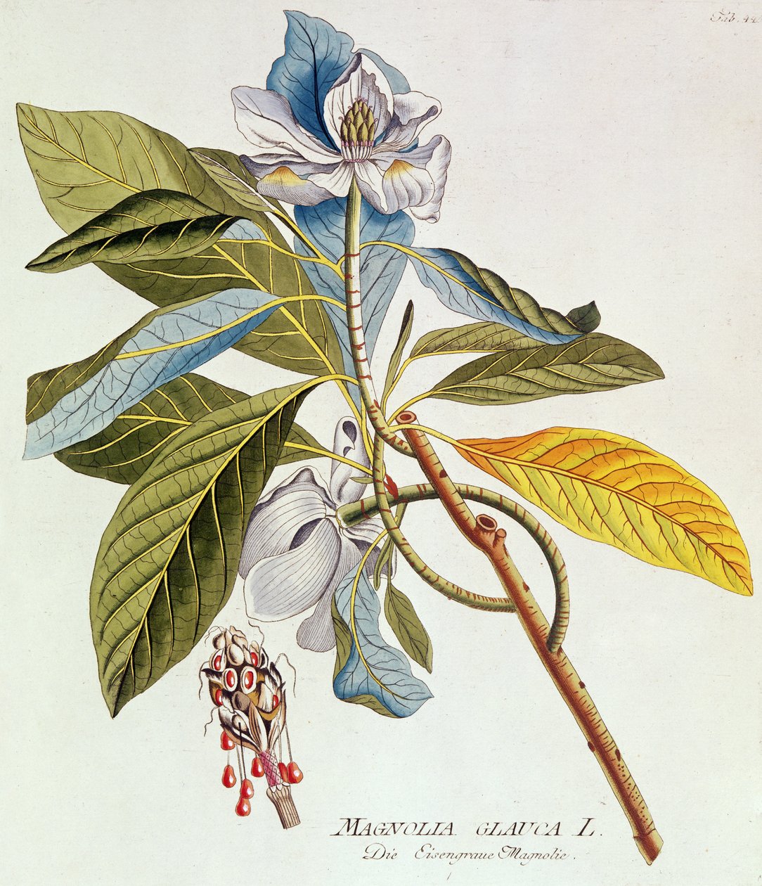 Magnolia Glauca, from `Icones Plantarium Medicinalium Secundem Sustema Lunnaei Digestarum", by Joseph Jakob Plenk, Vienna, 1788-1812dani af Unbekannt