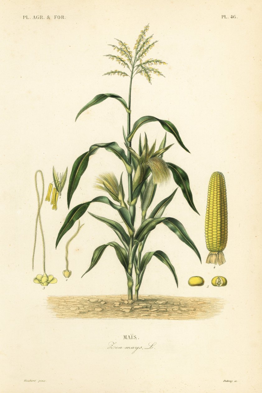 Majs eller majs, Zea mays, Mais af Unbekannt