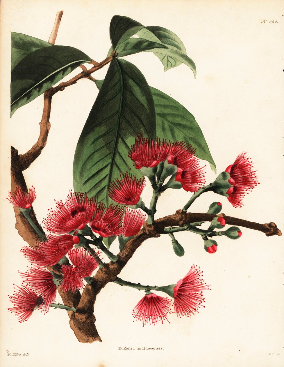 Malaysisk rosenæble, Syzygium malaccense (Eugenia malaccensis). Håndkoloreret kobberstik af George Cooke efter en illustration af William Miller fra Conrad Loddiges