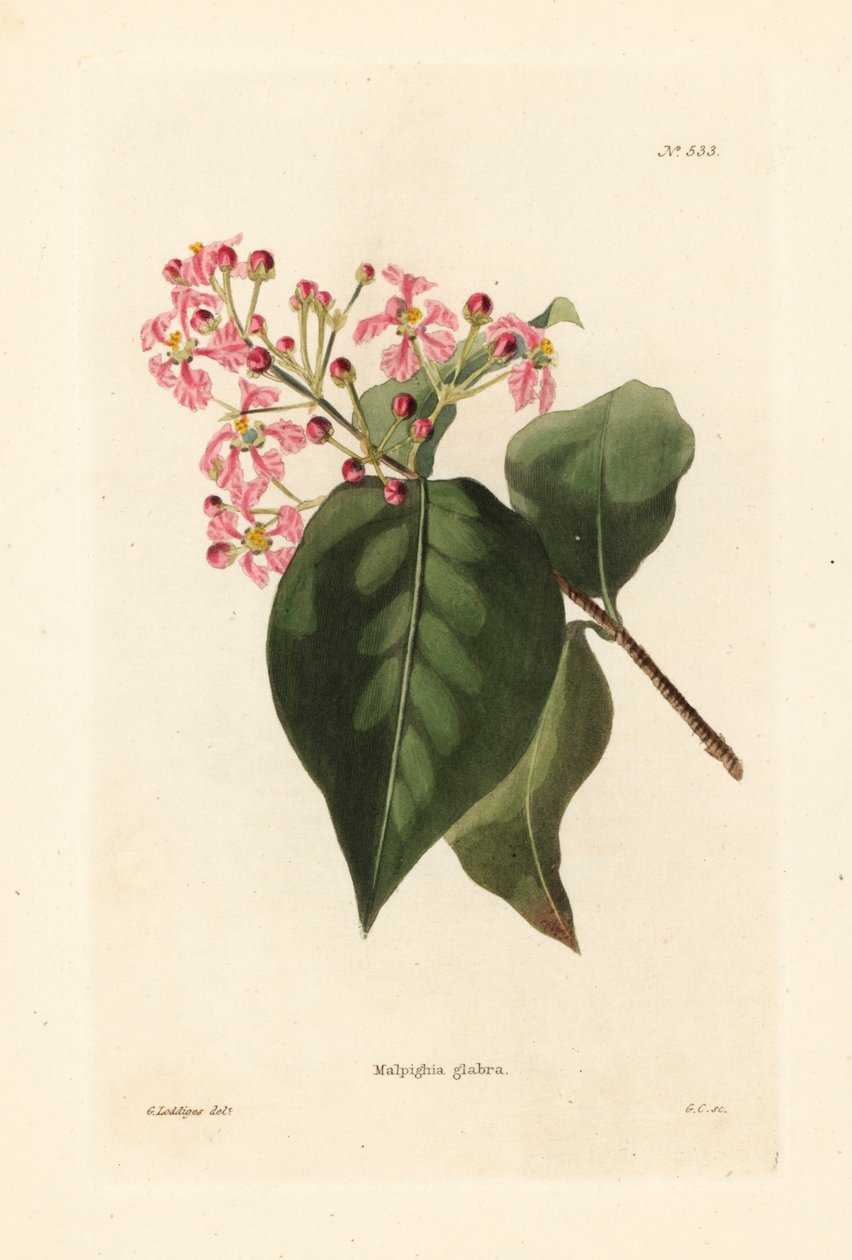 Malpighia glabra. Håndkoloreret kobberstik af George Cooke efter en illustration af George Loddiges fra Conrad Loddiges
