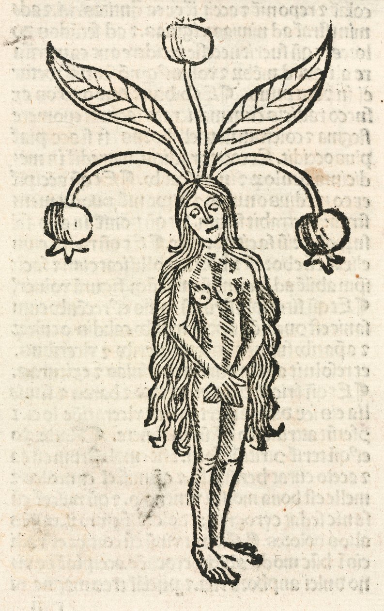 Mandrake (kvindeform) af Unbekannt