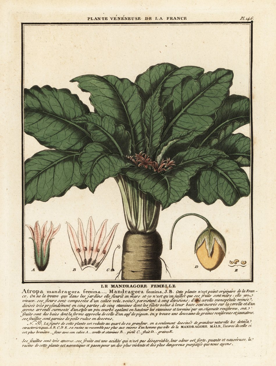 Mandrake, Mandragora officinalis. af Unbekannter Künstler