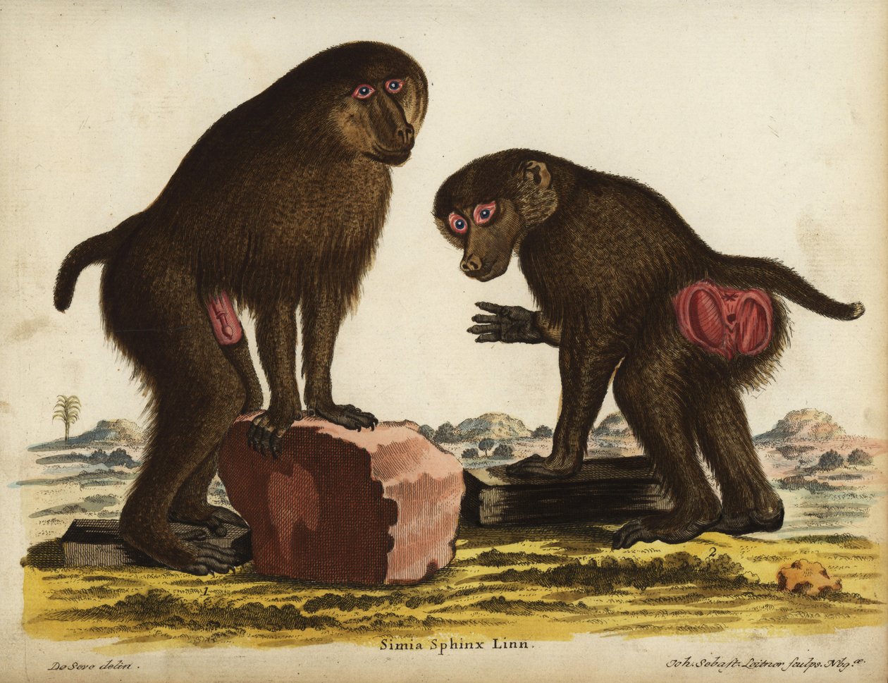 Mandrill selv, Mandrillus sphinx. Sårbar. Simia sphynx Linn. Håndkoloreret kobberstik af Johann Sebastian Leitner efter en illustration af Jacques de Seve fra Johann Christian Daniel Schreber