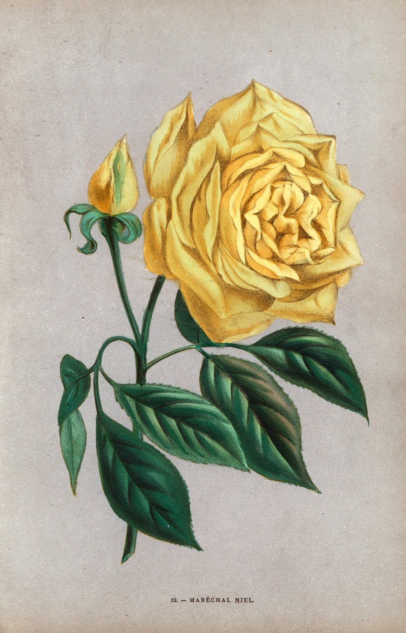 Marechal Niel rose, gul variant af hasselnødderosen, forædlet i Montauban i 1864. Kromolitografi tegnet og litograferet efter naturen af F. Grobon fra Hippolyte Jamain og Eugene Forneys "Les Roses", Paris, J. Rothschild. af Unbekannter Künstler