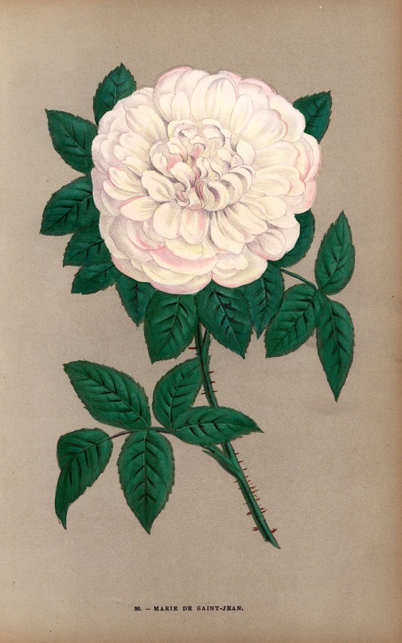 Marie de Saint-Jean-rosen, en variant af Portland-rosen, Rosa portlandica, opdrættet af Monsieur Damaizin i Lyon i 1869. Kromolitografi tegnet og litograferet efter naturen af F. Grobon fra Hippolyte Jamain og Eugene Forneys "Les Roses", Paris, J. Roth. af Unbekannter Künstler