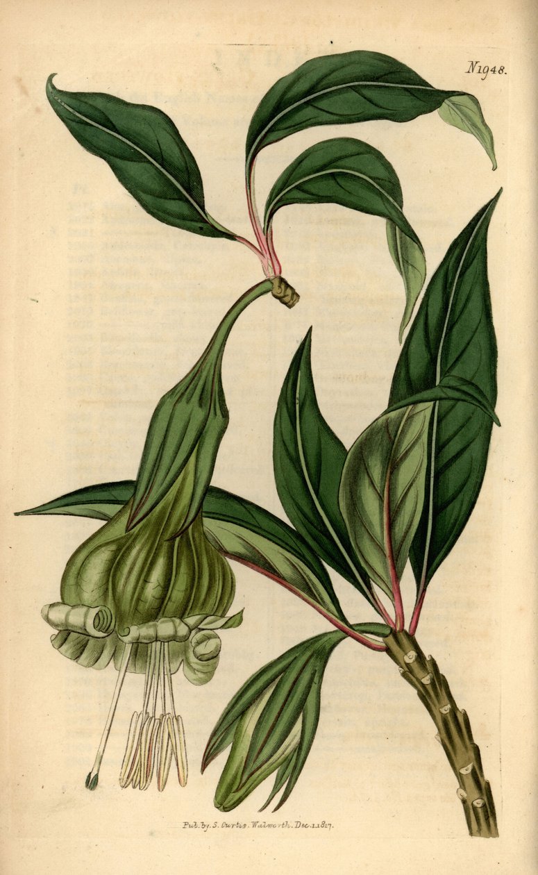 Markea viridiflora (Solandra viridiflora). Håndkoloreret kobberstik fra Samuel Curtis