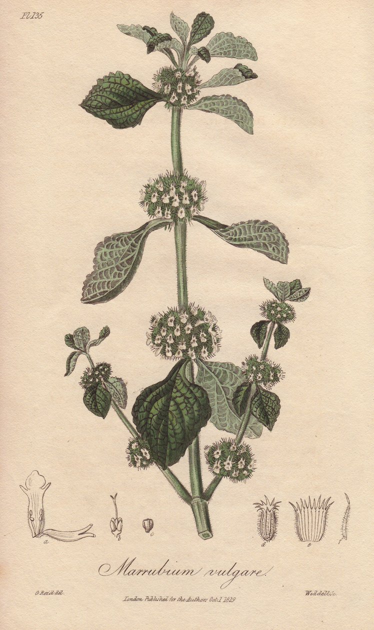 Marrubium vulgare (Marrubium vulgare) - stærkt vand af William Clarke til at illustrere "Medical Botanical, Description of the Medicinal Plants of London, Edinburgh and Dublin" af John Stephenson og James Morss Churchill, udgivet i London af John Churchil af Unbekannter Künstler